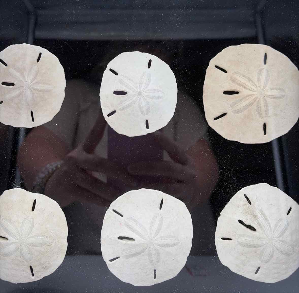 Sanddollar Shadow Box Art Work | True Fashionistas.