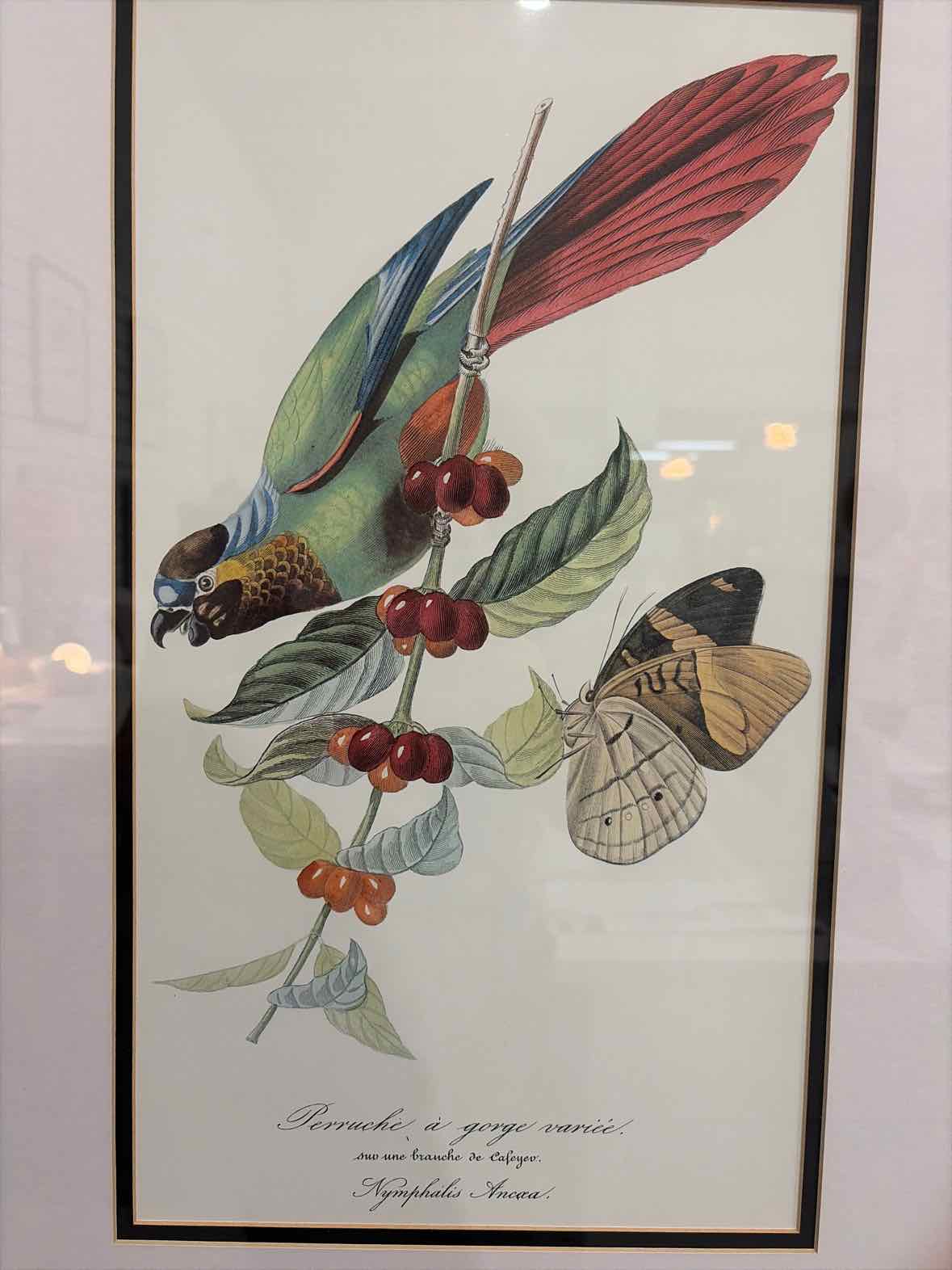 Paper Lithograpg Parrot Art Work | True Fashionistas.
