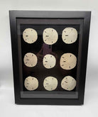 Sanddollar Shadow Box Art Work | True Fashionistas.