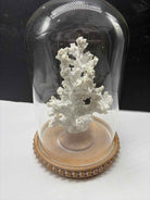 White Coral In Glass Dome | True Fashionistas.