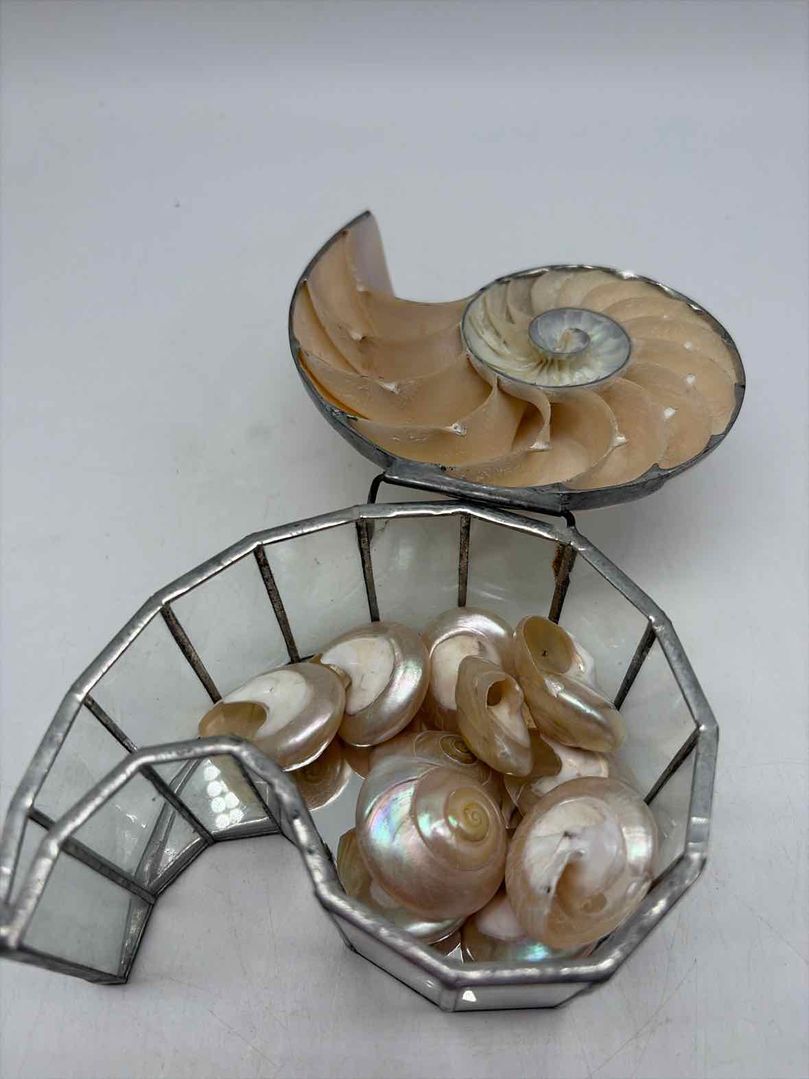 Rare Nautilus Trinket Shell Box | True Fashionistas.