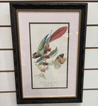 Paper Lithograpg Parrot Art Work | True Fashionistas.